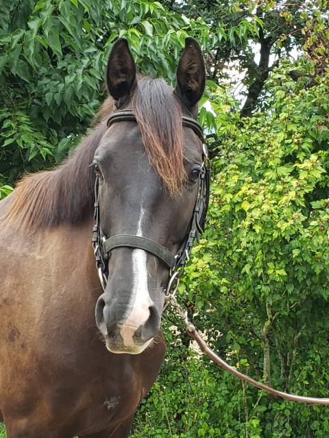Très chic sf pour dressage