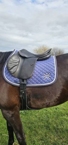 Selle brunet pineau