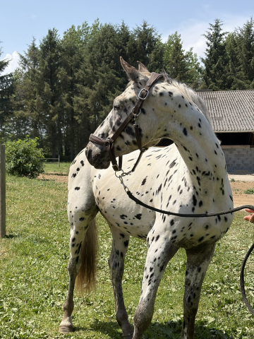 Knabstrupper x sf – entier 2 ans robe léopard