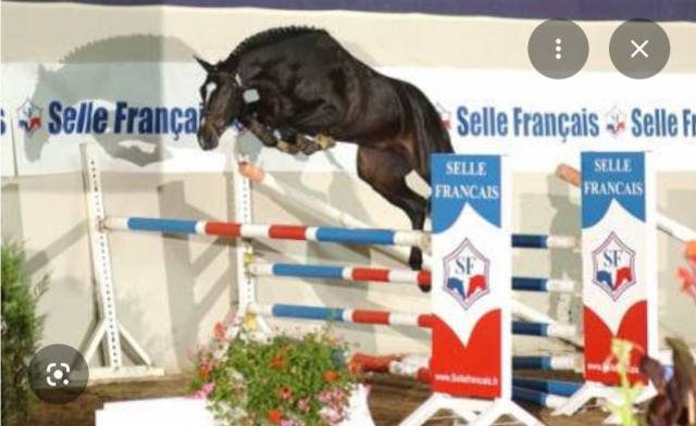 Etalon selle francais approuvé