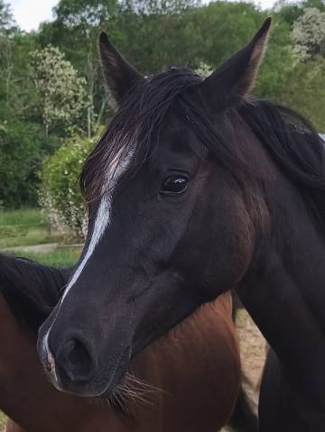Pur sang arabe, noir de 4 ans