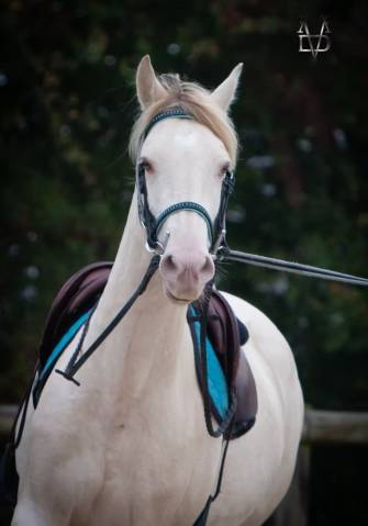 Jument pure race espagnole isabelle perle