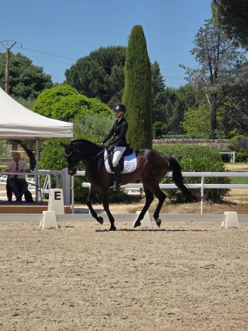 Cheval polyvalent et prometteur.