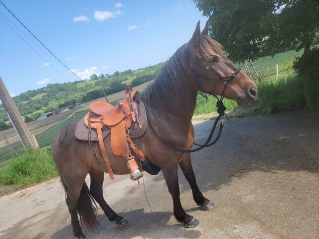 Selle western de randonnée 