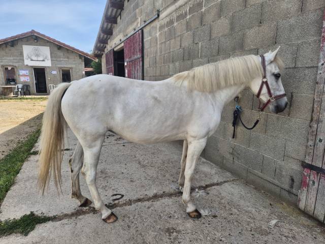 A vendre oceane 