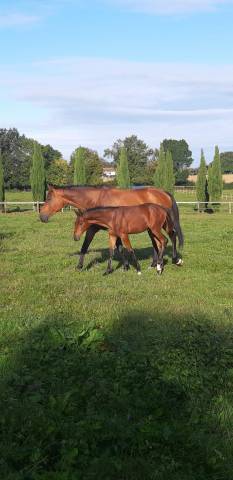 Superbe poulinière par fergar mail x diableur 16 ans 