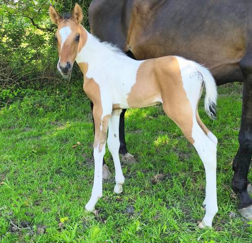 Poulain paint horse 