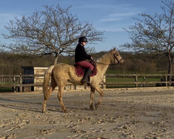 Jument palomino 