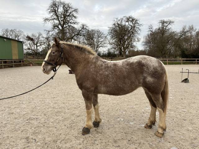 Ponette polyvalente 