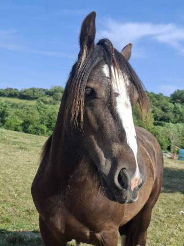 Irish cob smocky black 