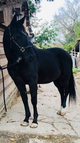 Cheval pur sang arabe croisé selle français