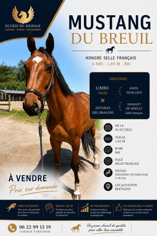 Hongre sf 4 ans- limbo x diamant de semilly
