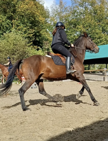 Demande de stage en elevage de chevaux
