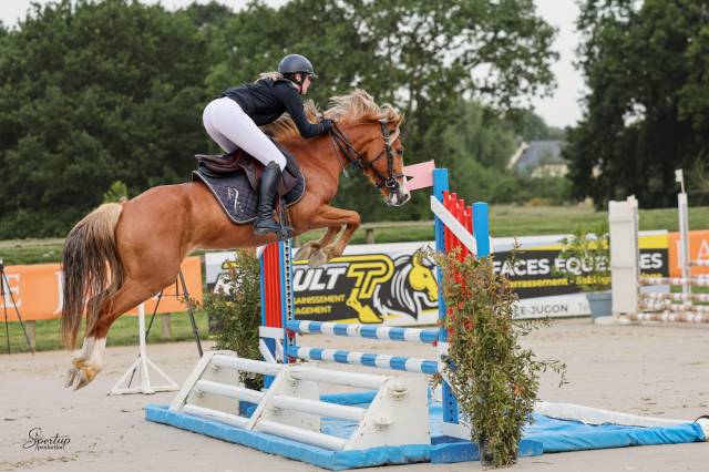 ?✨ jeune hongre à vendre – magnum du joalie – 4 ans ✨