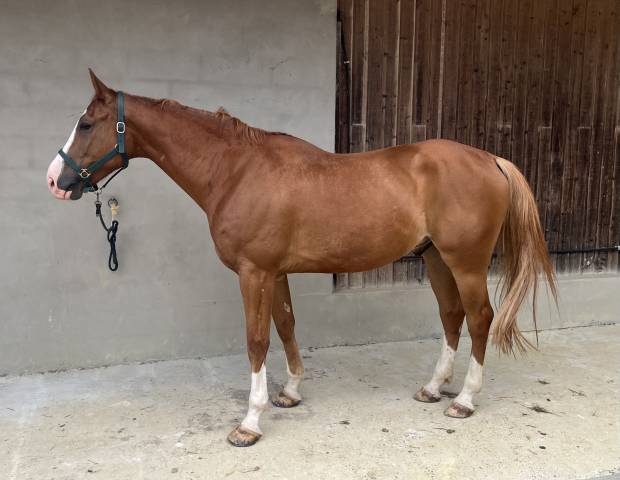 Très beau hongre sf 5 ans 1m70