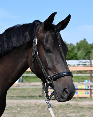 Magnifique cheval hongre 