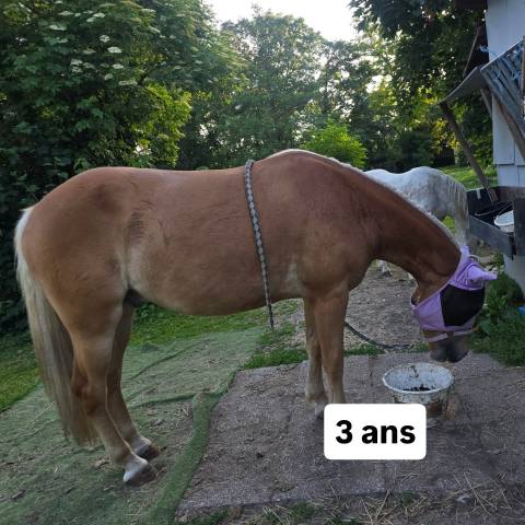 Haflinger 3 qns