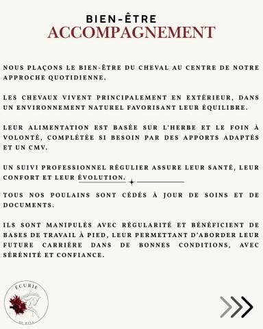 écurie de reconversion | élevage | travail du cheval
