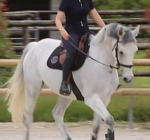 Dressage et travail à pied