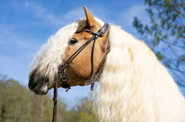 Santa cruz : santa cruz – étalon haflinger approuvé france & allemag
