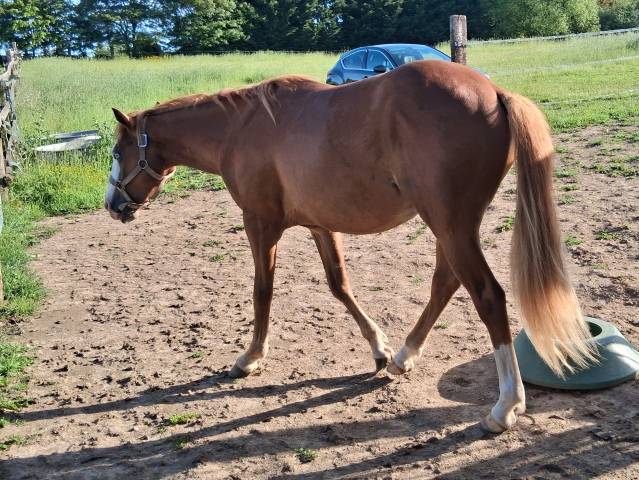 Quarter horse 2 ans