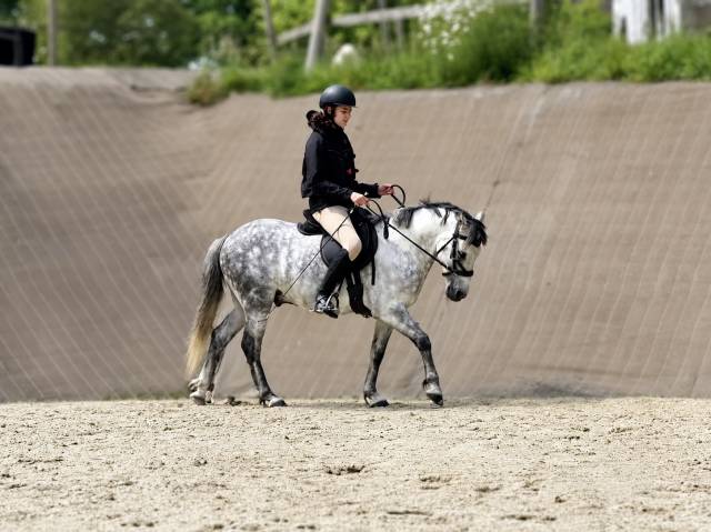 Poney français de selle pp