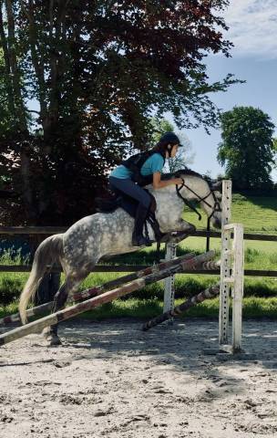 Poney français de selle pp