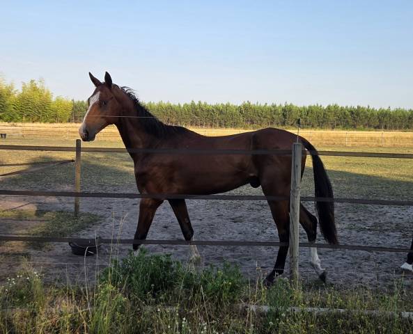Jeune entier akhal teke