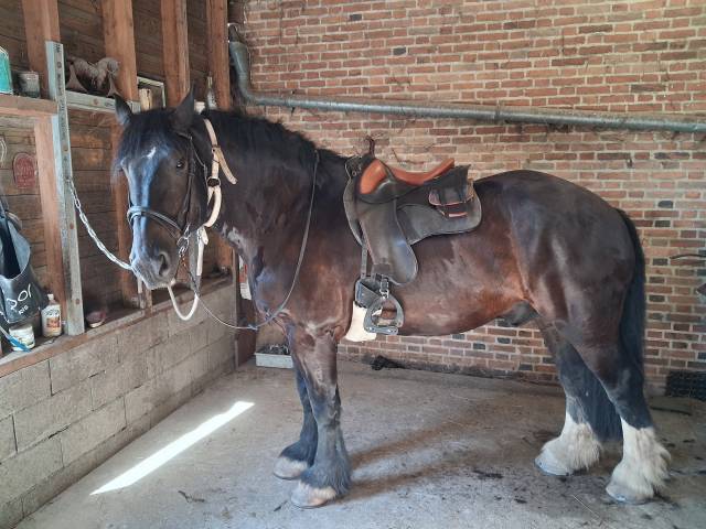 Très joli cheval de trait