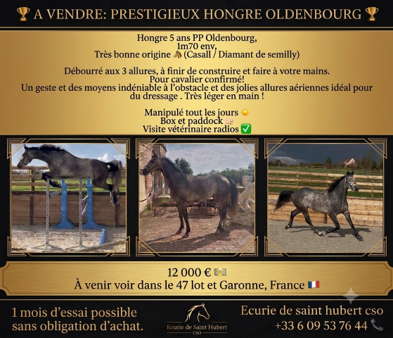 Hongre oldenburg