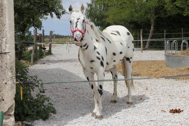 Appaloosa black léopard de 6 ans - poney d