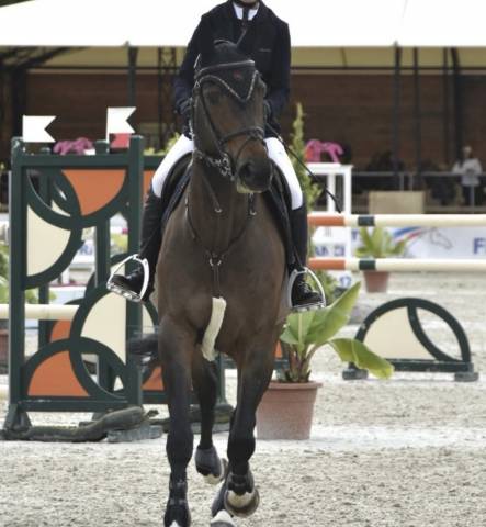 à vendre (ou échange) jument 8 ans classée 125/130