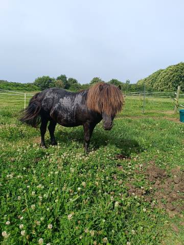 Etalon shetland livre a