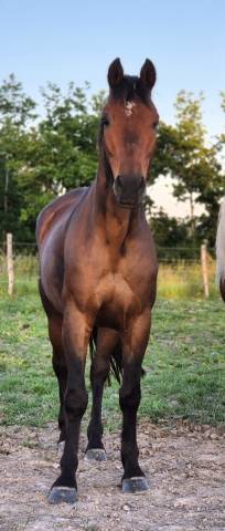 Hongre lusitanien 15 ans 