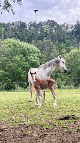 Foal - à vendre
