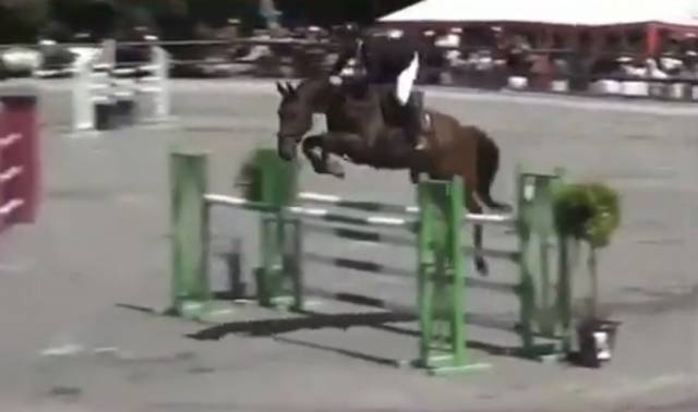 Zangersheide cso - hongre 170 cm - 10 ans - à vendre