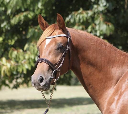 Poney de sport