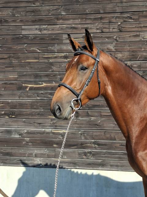 Selle francais 3 ans