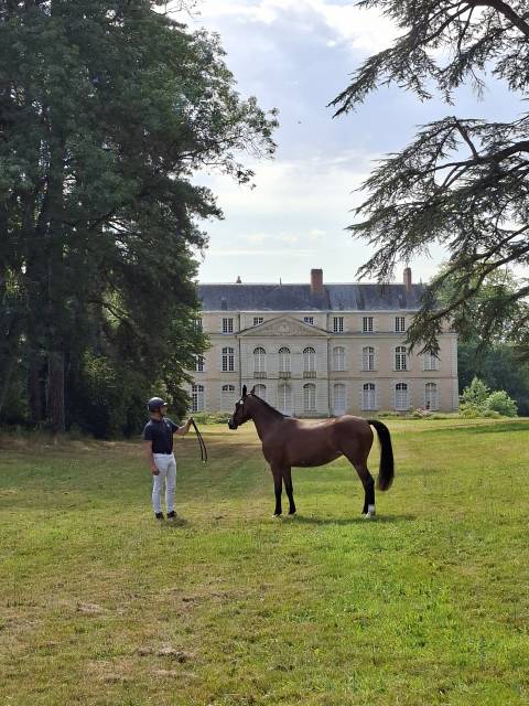 Selle francais 3 ans 