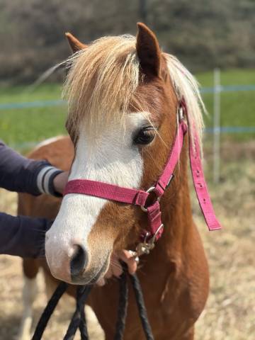 Poney welsh part bred 