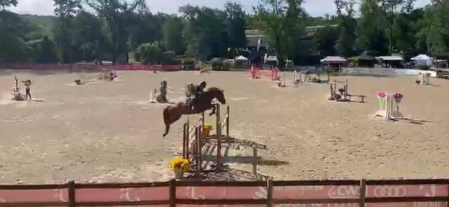 Top hongre de 8 ans