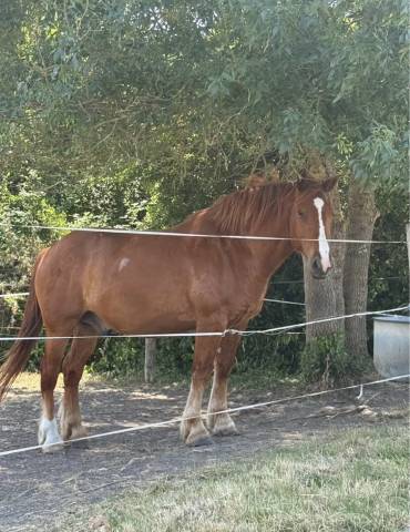 à vendre – cheval croisé breton x selle français