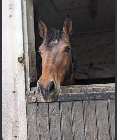 à vendre ponette 11 ans polyvalente