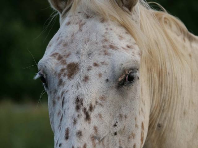 Appaloosa léopard hongre plein papier