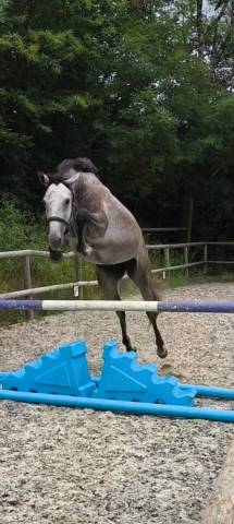 Belle opportunité direct élevage jument aa 4 ans 