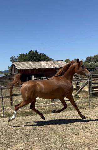 Jument anglo arabe 4 ans orientation sport etendurance 
