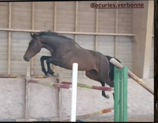 Lucky en verbonne