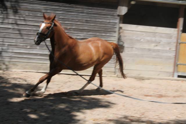 Cheval de loisir 7 ans