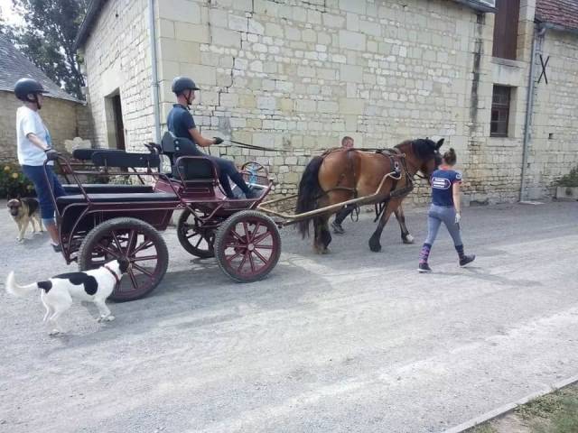Jument d’attelage