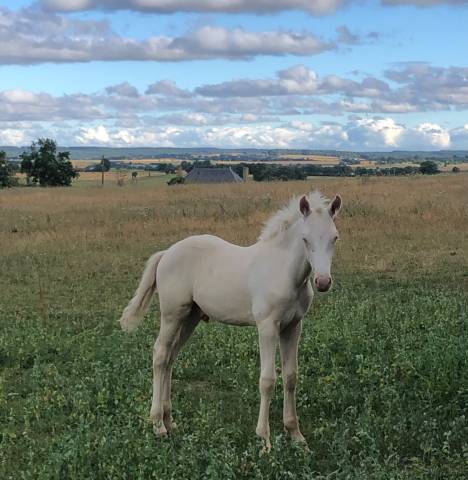 Poulain futur grand poney / petit cheval